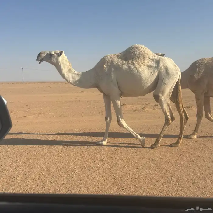 ضريبه وضحا 0