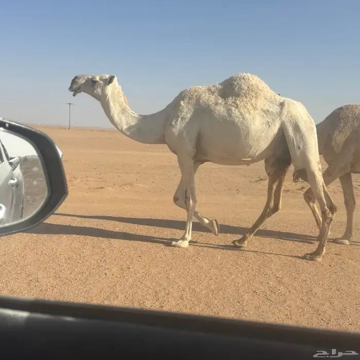ضريبه وضحا 1
