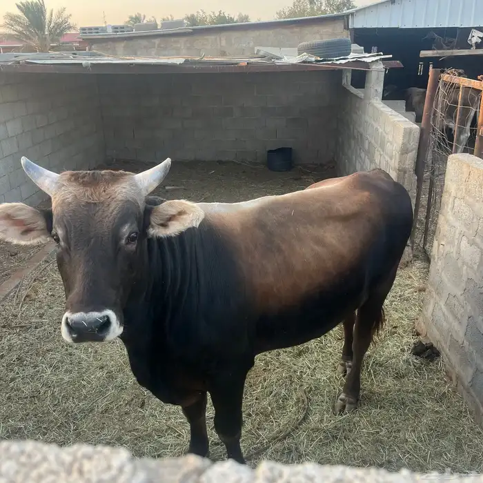 ثور فحل الماني بيور العمر سنتين 1