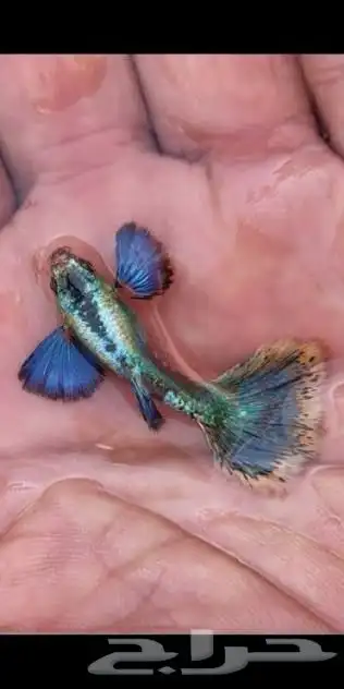 سمك جوبي اذن فيل 1