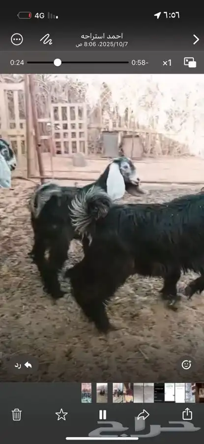 بريده 1