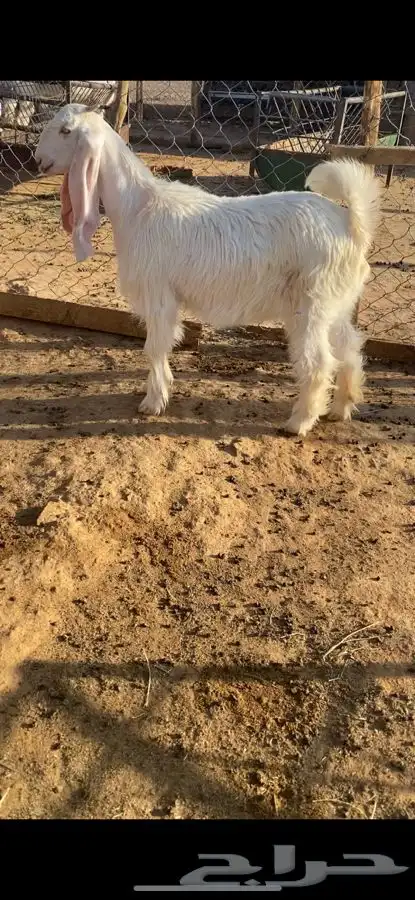 جفره بيضا طييبه 0