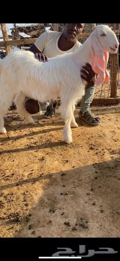 جفره بيضا طييبه 1