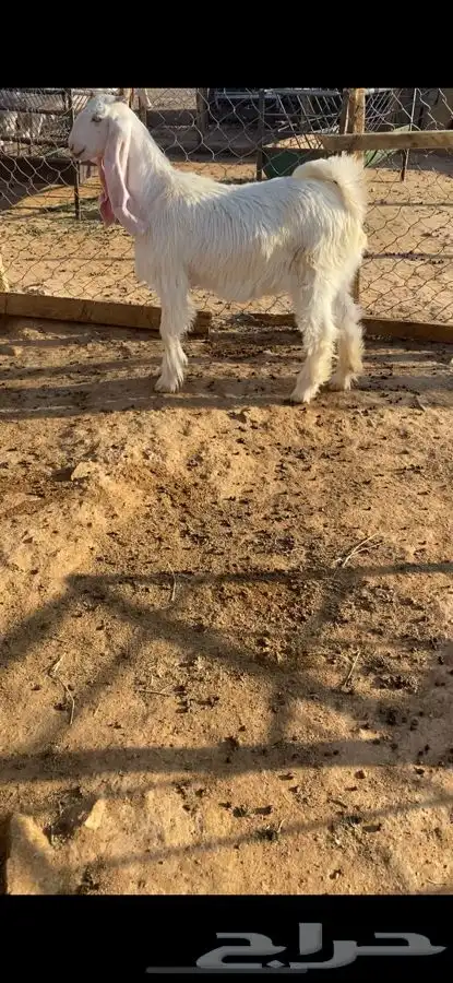 جفره بيضا طييبه 2