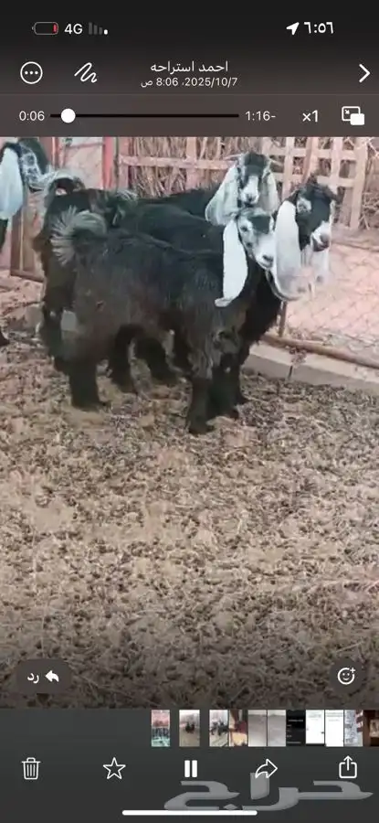 بريده 8