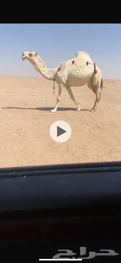لقحه وضحا وضريبه صفرا طيبات 0