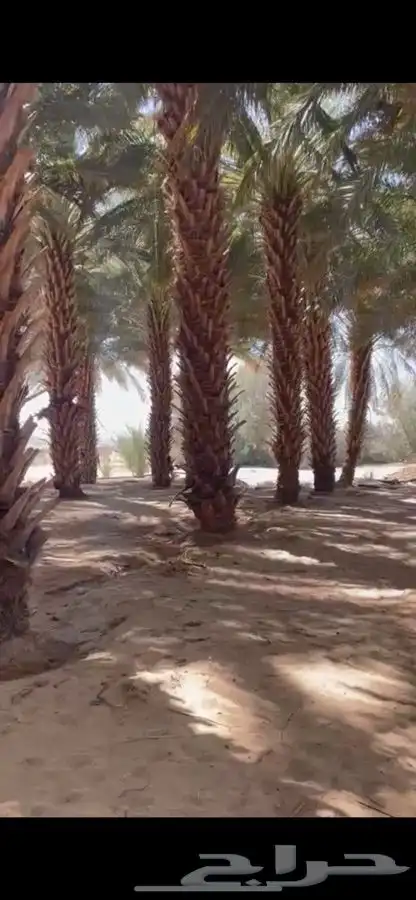 نخل للبيع 1