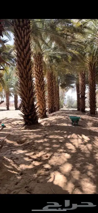 نخل للبيع 3