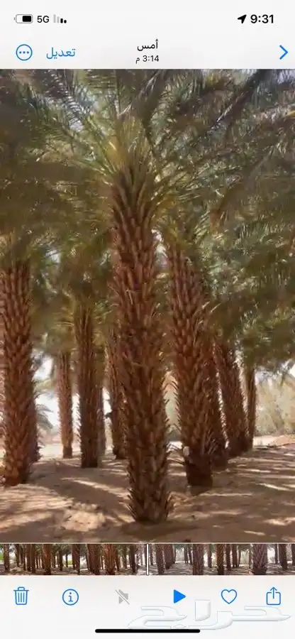 نخل للبيع 0
