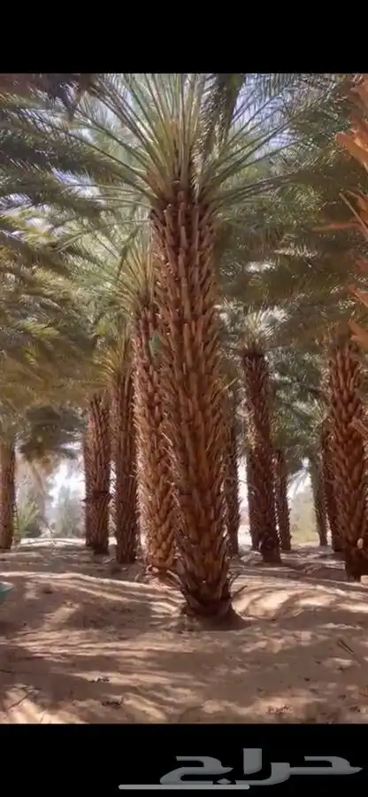 نخل للبيع 2