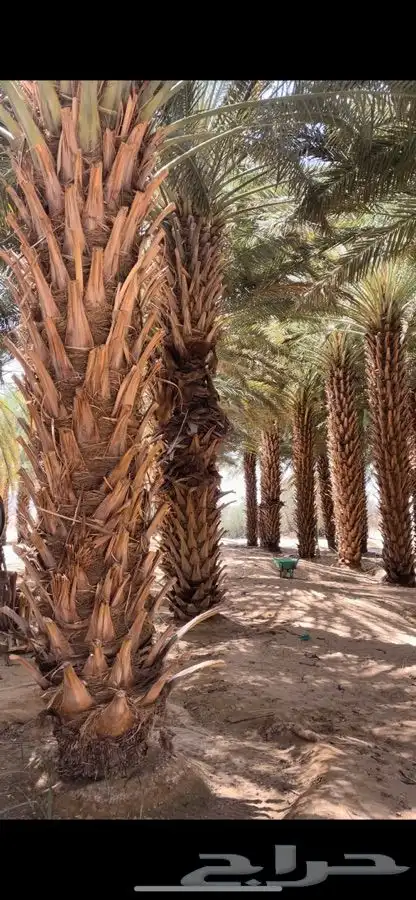 نخل للبيع 4