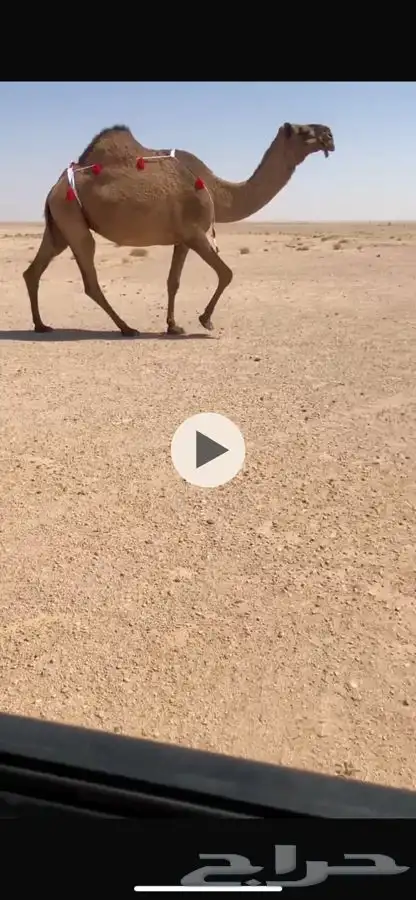 لقحه وضحا وضريبه صفرا طيبات 1