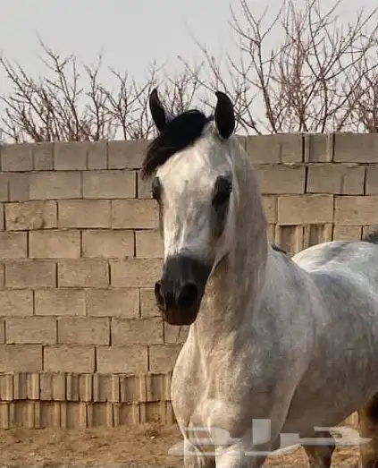 فرس واهو جمال ولقاح 6
