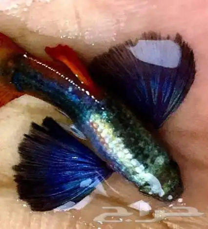 سمك جوبي اذن فيل 2