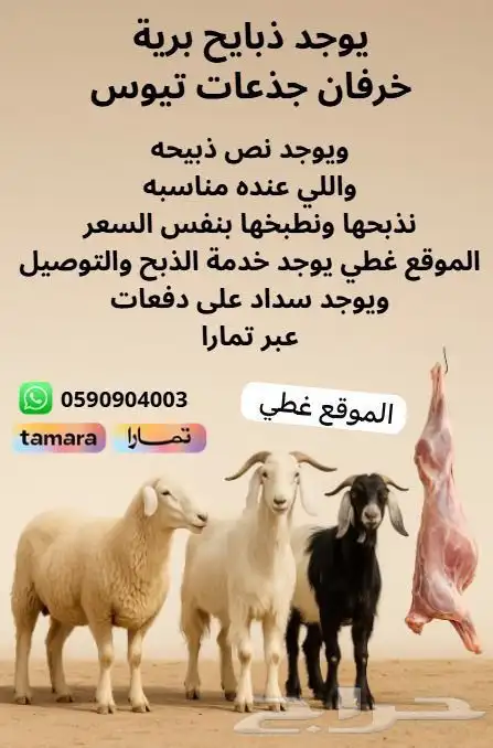 خرفان وتيوس وجذعات برية 0