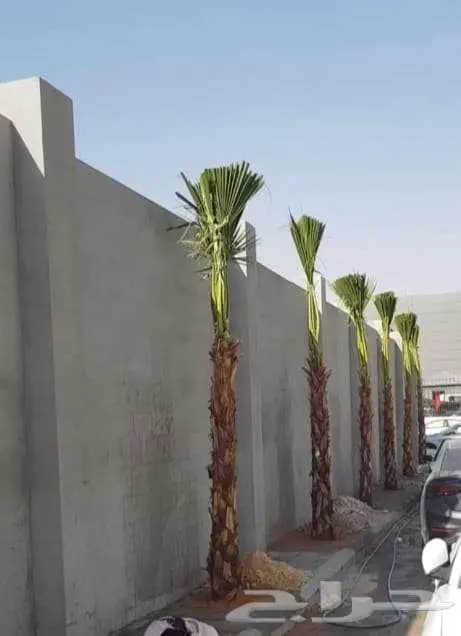 نخل واشنطونياء واشنطونيا 1