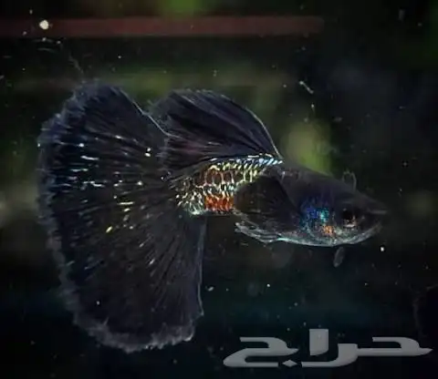 سمك جوبي اذن فيل 3