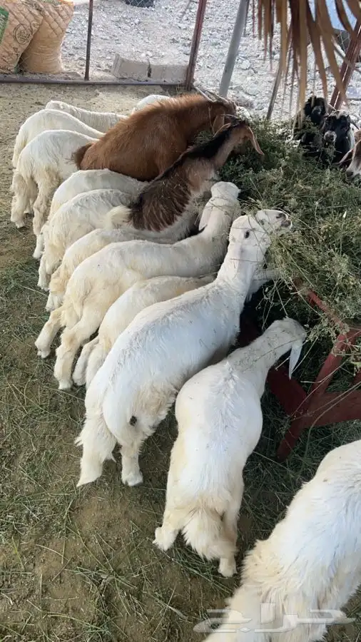 بهم كفو ماشاءالله 1