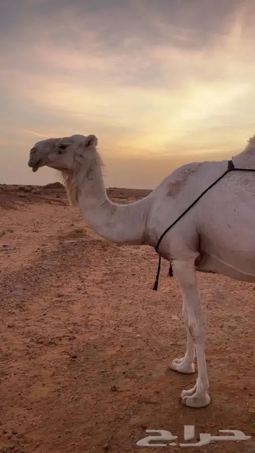 عشرا للبيع 0