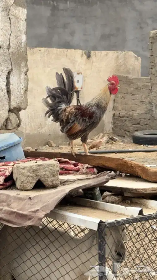 محافظة اضم 4