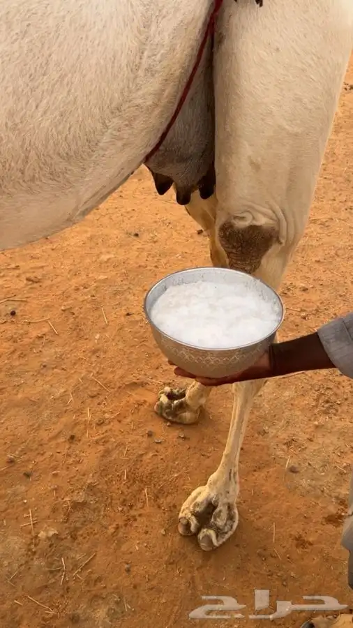 عشرا للبيع 1