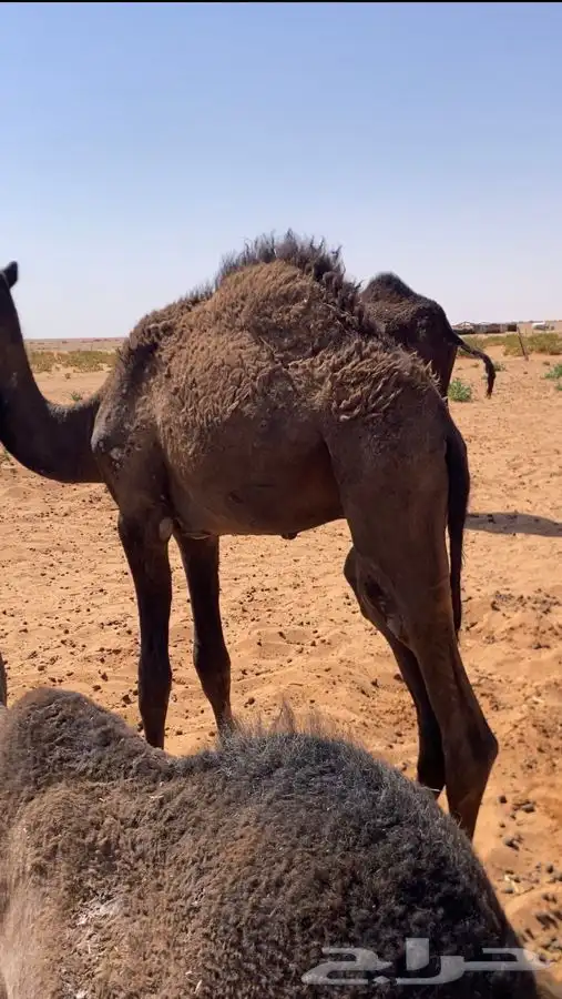 أربعه ثلاثه قعدان وبكره 2