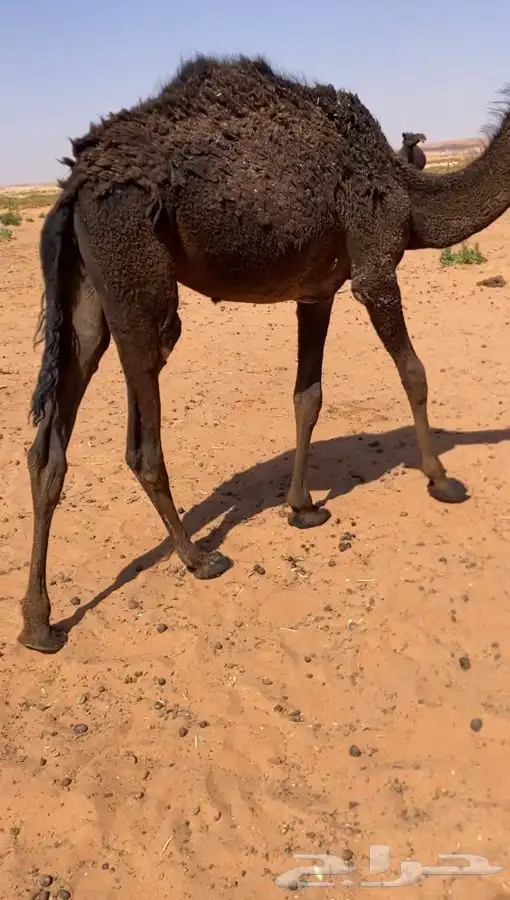 أربعه ثلاثه قعدان وبكره 3