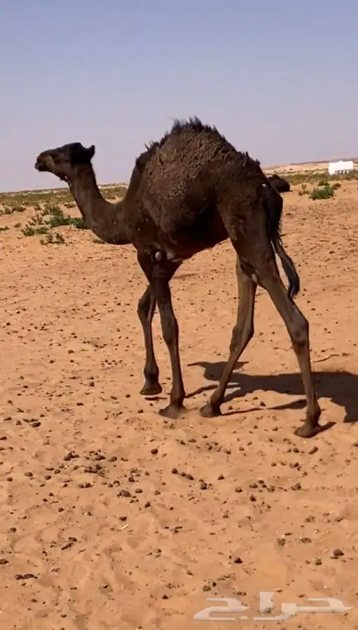 أربعه ثلاثه قعدان وبكره 0