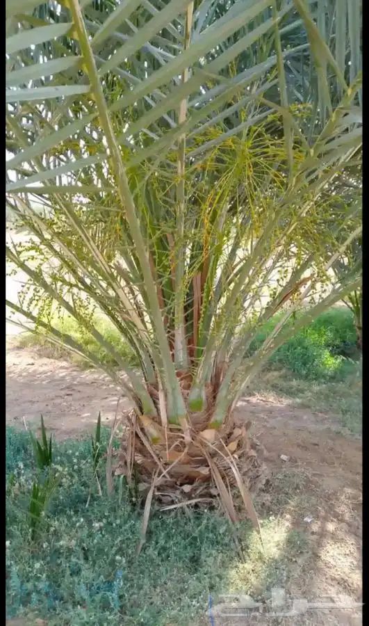 مطلوب مزارع نخل للايجار البكيريه وماحولها 6