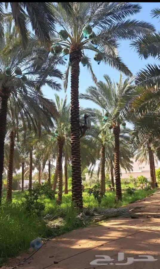 مطلوب مزارع نخل للايجار البكيريه وماحولها 3