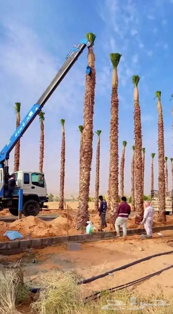 نخل واشنطونياء واشنطونيا 17