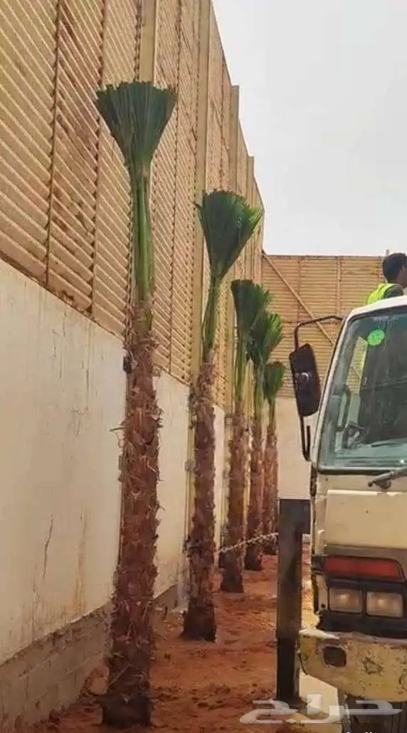نخل واشنطونياء واشنطونيا 6