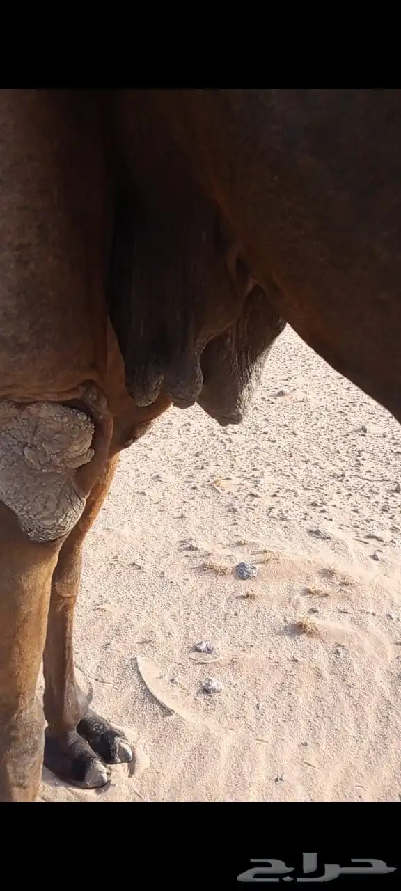 ناقه مجهم 1