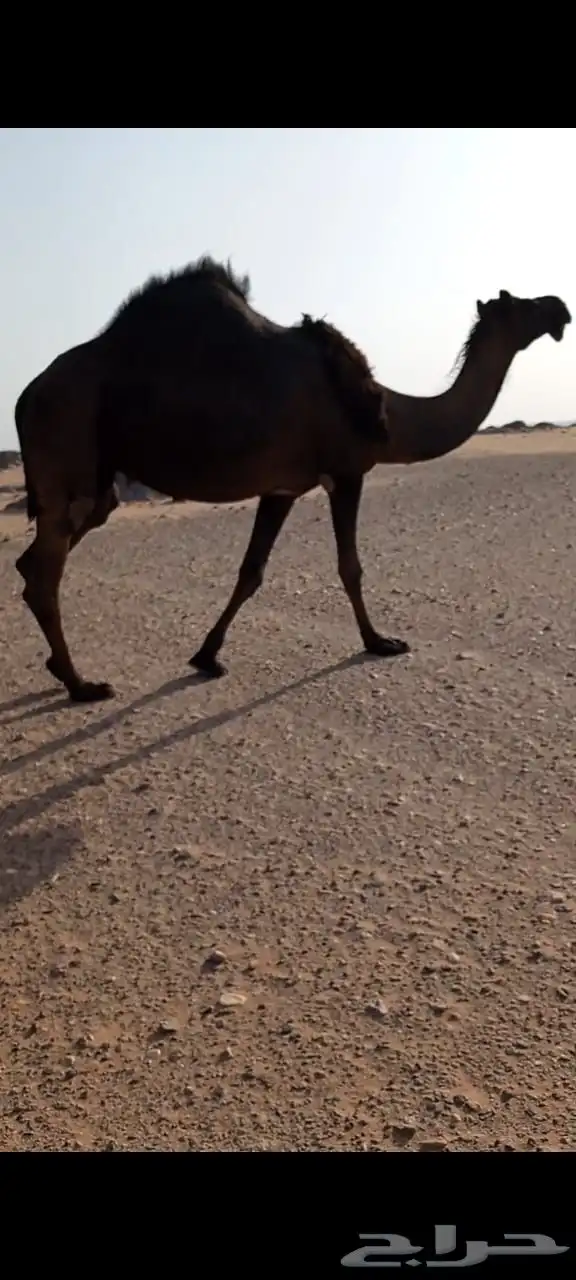 ناقه مجهم 0