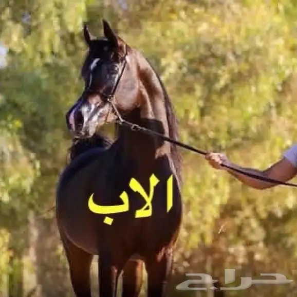 فرس واهو ( دهماء ) بنت بدر المعود 6