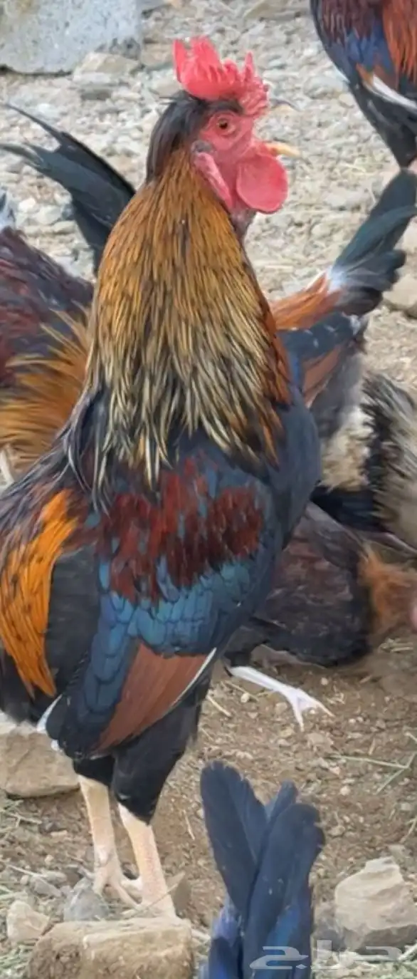 ديك عربي أفرق أكحل أصيل 1