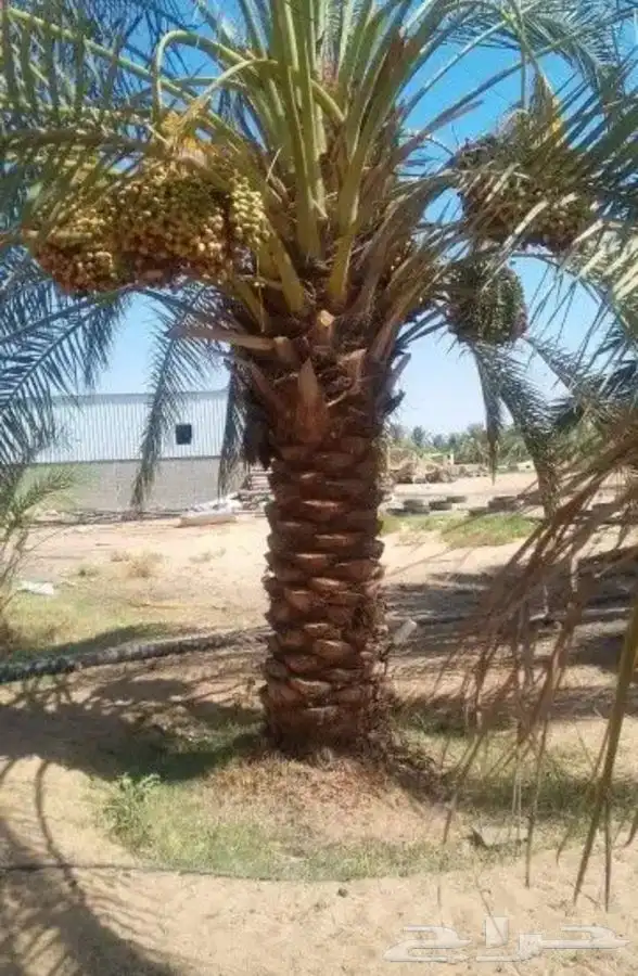 مطلوب مزارع نخل للايجار البكيريه وماحولها 5