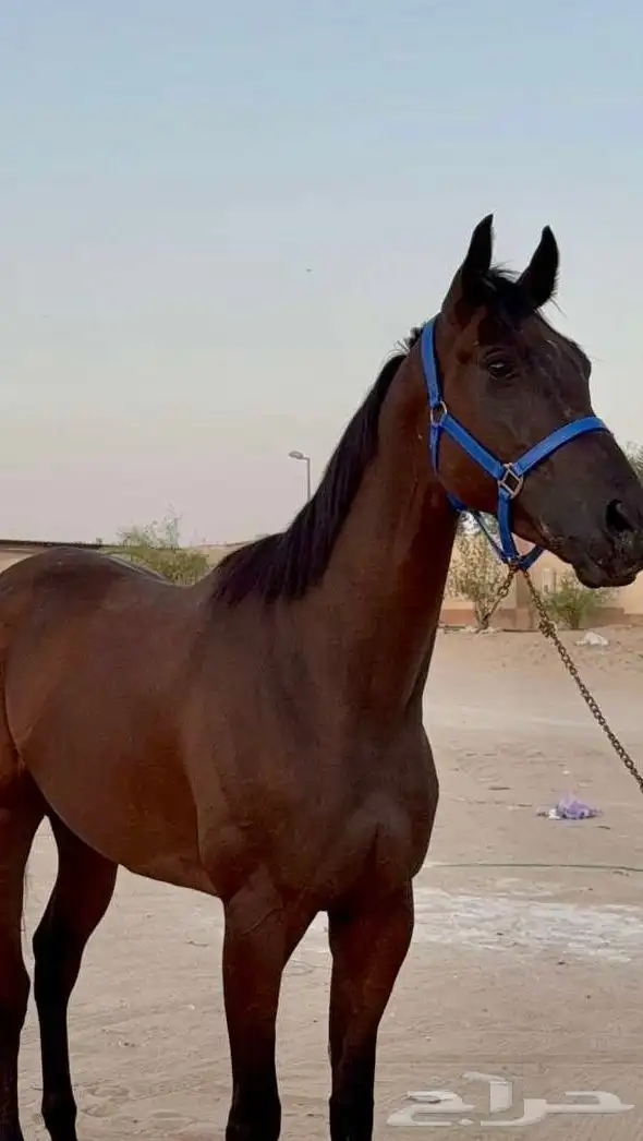حصان سبوق محقق الأول ميدان الحساء رسمي 0