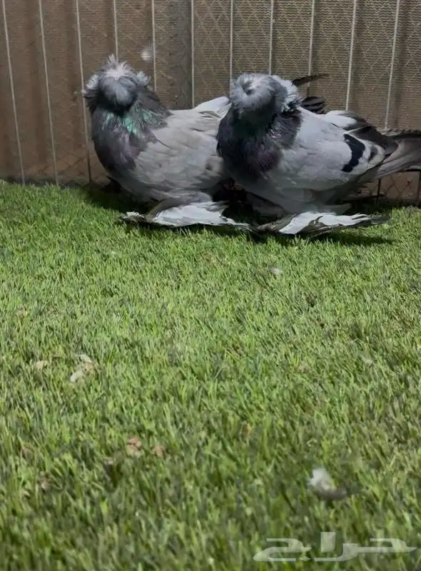 جو ز بخاره 8