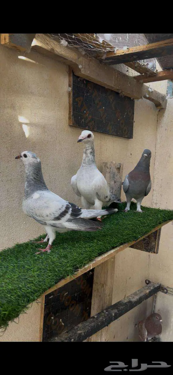 حمام زوج مع عيالها 0