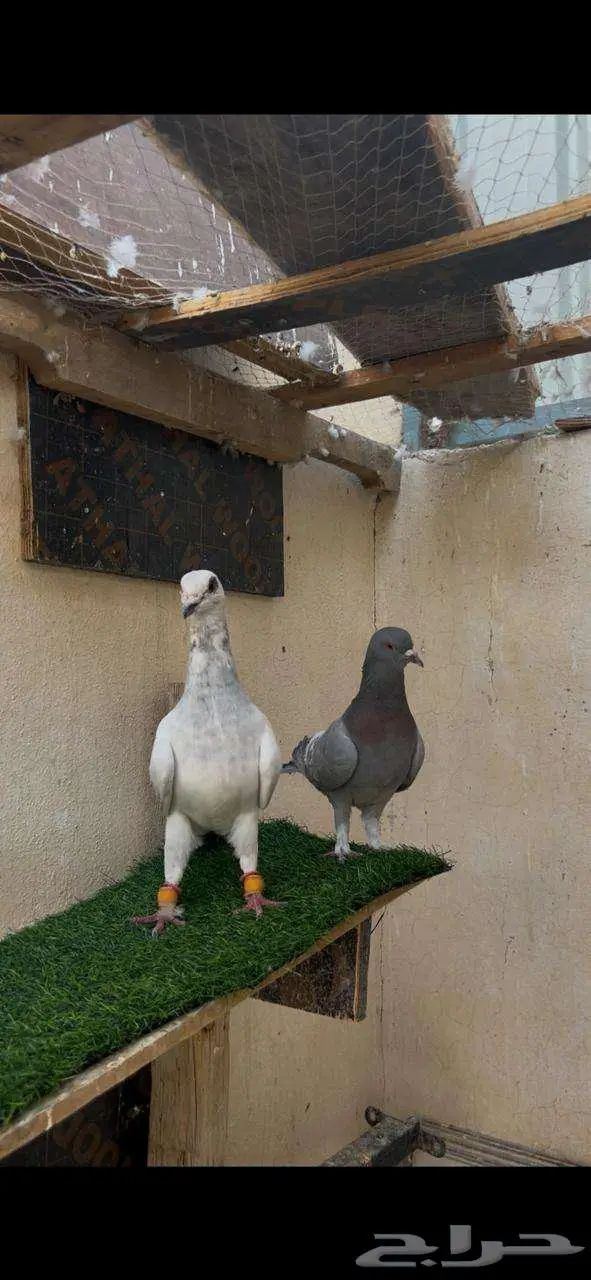 حمام زوج مع عيالها 1