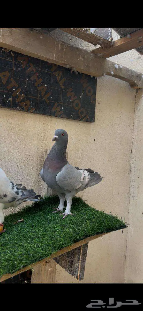 حمام زوج مع عيالها 3