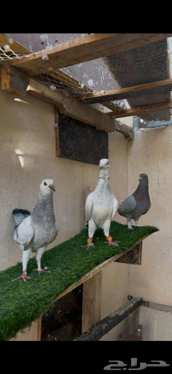 حمام زوج مع عيالها 2