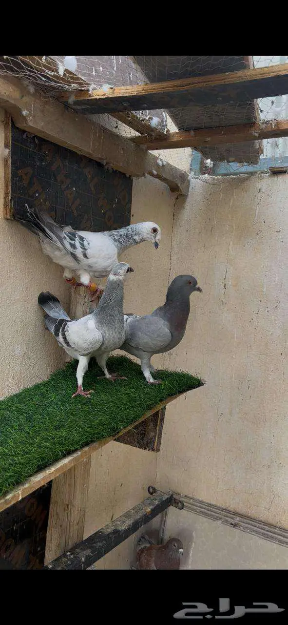 حمام زوج مع عيالها 4