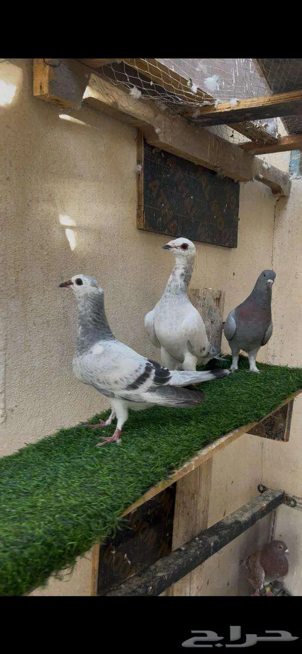 حمام زوج مع عيالها 5
