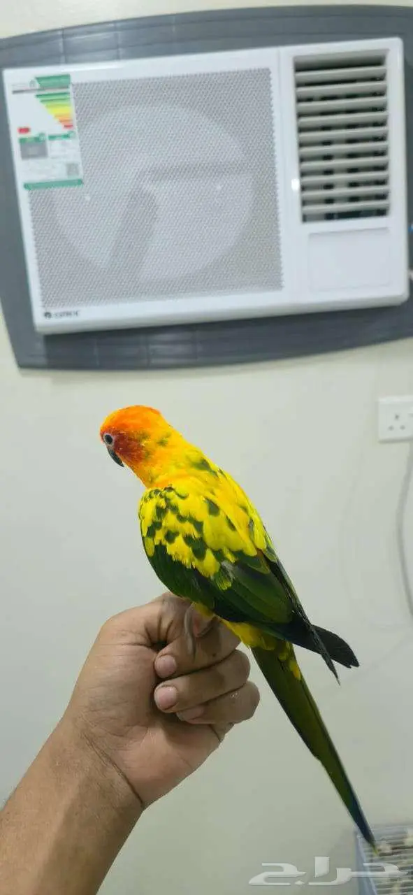 صن كنيور اليف 2
