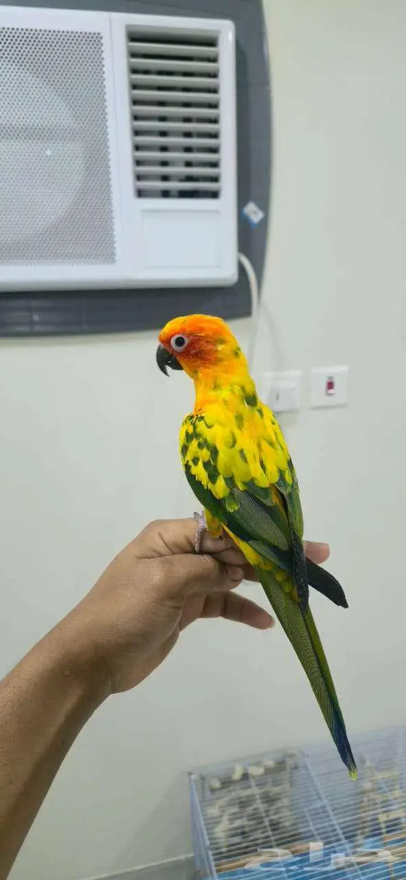 صن كنيور اليف 0