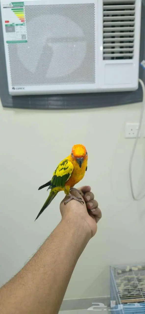 صن كنيور اليف 1