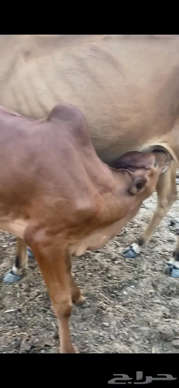 بقر ولاد عددها ثلاث 3