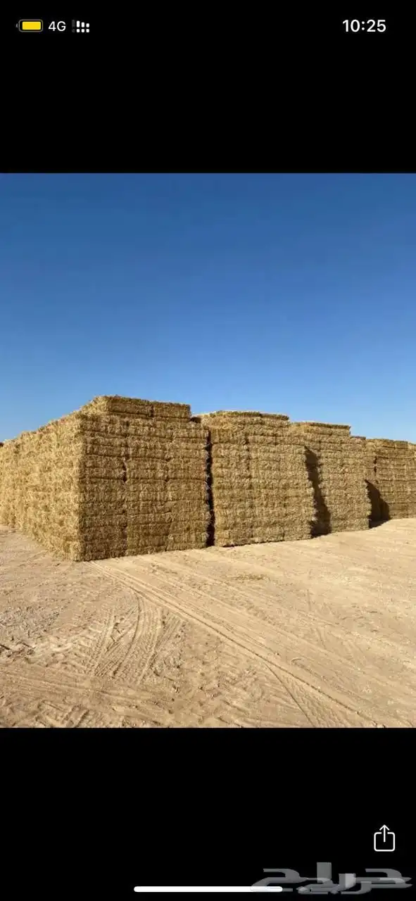 للبيع تبن قمح بر حنطه 0